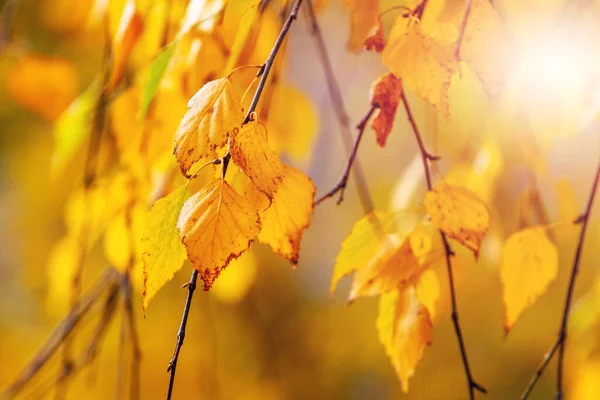 Ramo Vidoeiro Com Folhas Outono Amarelas Tempo Ensolarado Fundo Outono — Fotografia de Stock