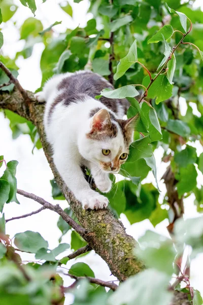 Маленький Милий Білий Кошеня Дереві Серед Зеленого Листя Влітку — стокове фото