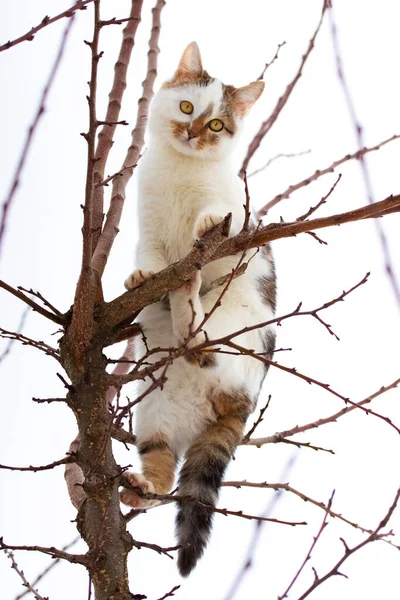 Симпатична Біла Плямиста Кішка Сидить Дереві Взимку — стокове фото