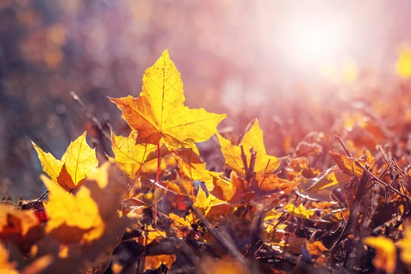 Gele Esdoorn Bladeren Grond Het Bos Bij Zonnig Weer Herfst — Stockfoto