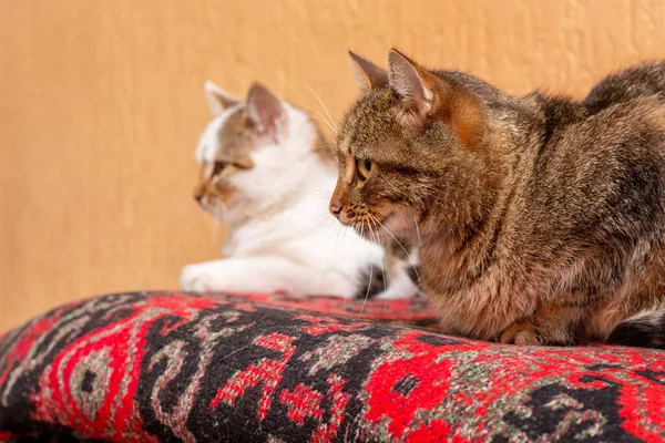 Две Кошки Лежат Ковре Комнате Внимательно Смотрят — стоковое фото