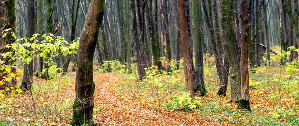 Őszi Erdő Lehullott Levelekkel Földúton — Stock Fotó