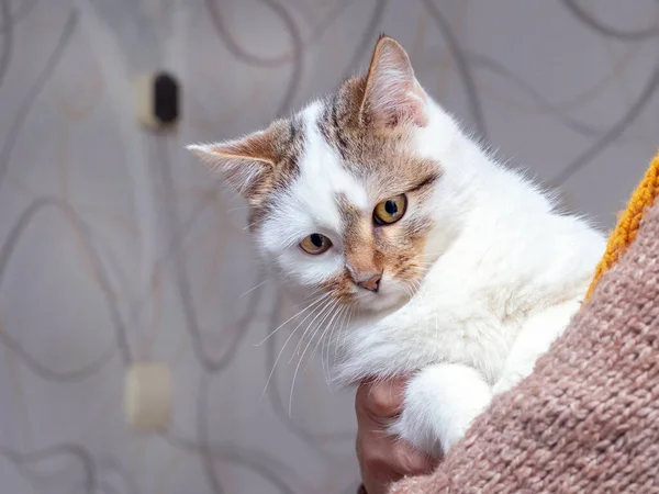 Mulher Segurando Gato Manchado Branco Amor Por Animais — Fotografia de Stock