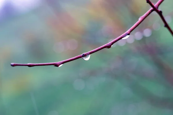 stock image Wet tree branch with raindrops on a blurred background