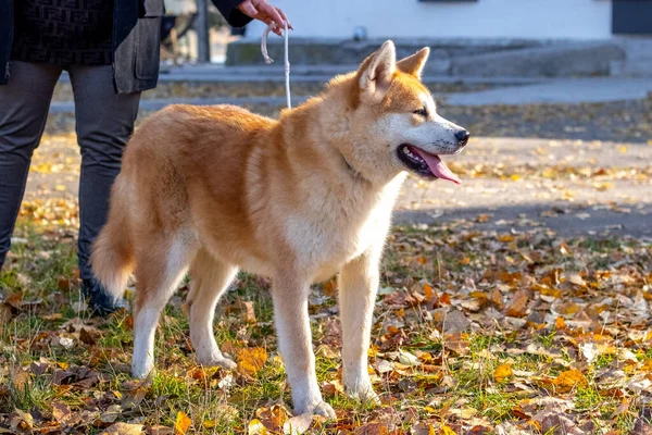 Pies Akita Jesiennym Parku Niedaleko Właściciela — Zdjęcie stockowe