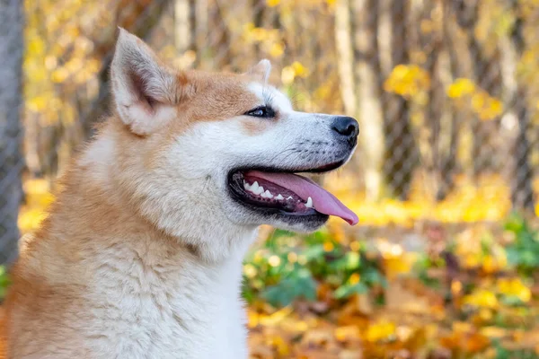 Retrato Perfil Perro Akita Parque Otoño —  Fotos de Stock