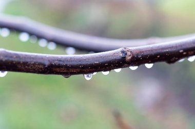 Bulanık arkaplanda yağmur damlaları olan nemli ağaç dalı