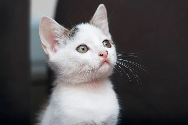 Gatinho Branco Bonito Com Olhar Atento Sobre Fundo Escuro — Fotografia de Stock
