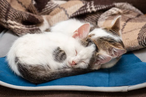 Zwei Kätzchen Schlafen Süß Auf Dem Bett — Stockfoto