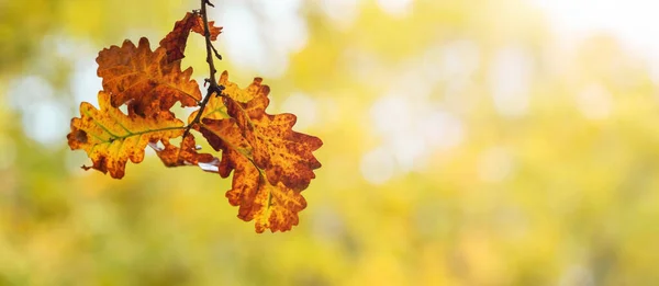 背景がぼやけている乾燥した葉を持つオークの枝 秋の背景 コピースペース — ストック写真
