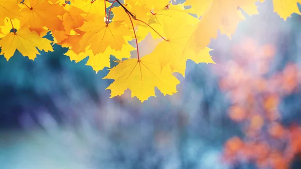 Ramo Bordo Com Folhas Outono Amarelas Fundo Embaçado Tempo Ensolarado — Fotografia de Stock