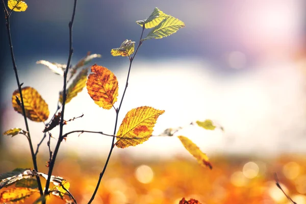 Trockene Gelbe Blätter Einem Ast Einem Wald Der Nähe Eines — Stockfoto