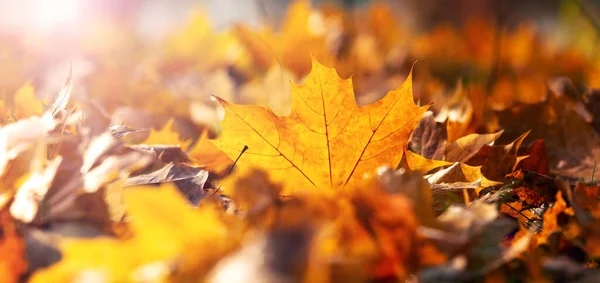 Turuncu akçaağaç yaprakları yerde güneşli havada, sonbahar arka planında