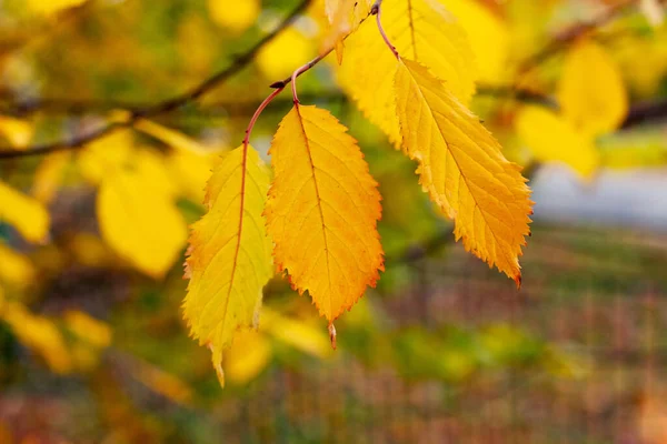 落叶黄黄的树枝 背景模糊 — 图库照片