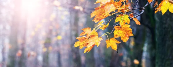Floresta Outono Com Folhas Bordo Amarelas Clima Ensolarado Fundo Outono — Fotografia de Stock