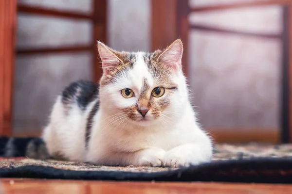 Branco Gato Manchado Sentado Chão Sala — Fotografia de Stock