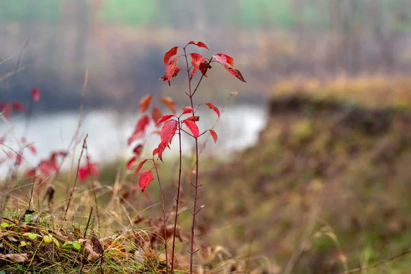 Осінній Пейзаж Червоним Листям Гілках Молодих Дерев Біля Скелі Річки — стокове фото