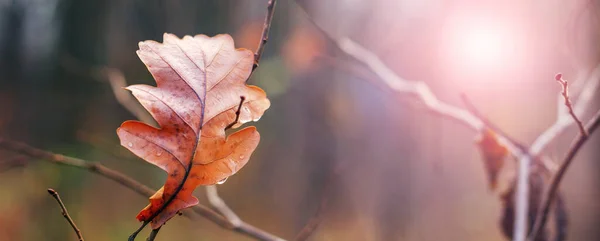 天気の良い日に枝に乾いたオークの葉を持つ秋の森の魔法のコーナー — ストック写真