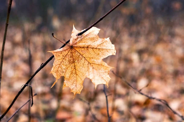 Osamělý Suchý Javorový List Podzimním Lese Větvi — Stock fotografie