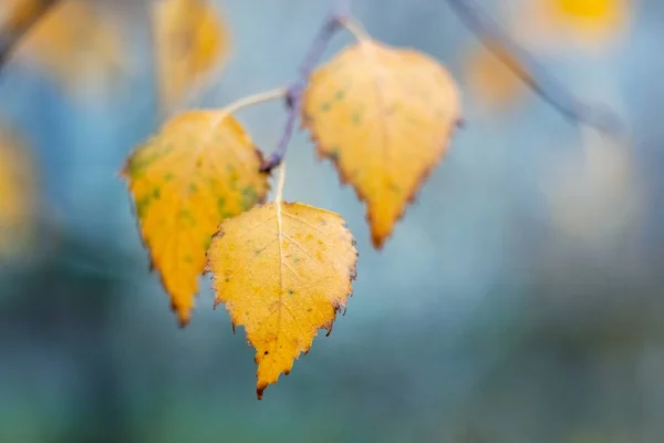 Bříza Větev Mokrým Podzimním Listím Rozmazaném Pozadí — Stock fotografie