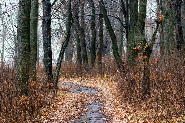 Floresta Outono Com Árvores Nuas Folhas Caídas Chão Uma Estrada — Fotografia de Stock