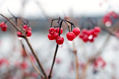 Sonbaharda kırmızı böğürtlenli Viburnum çalısı