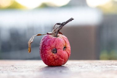 Bulanık bir arkaplanda çürük elma
