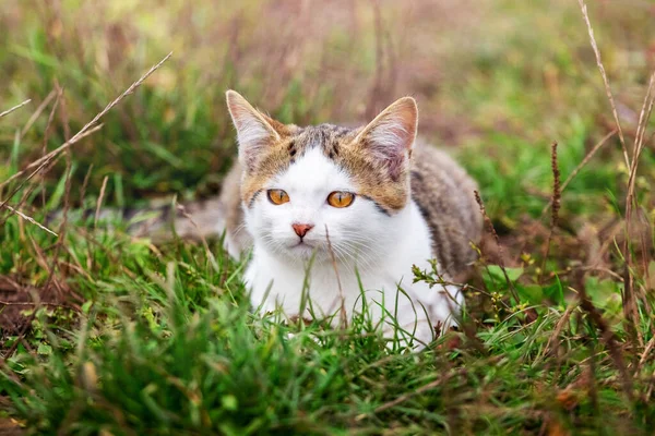 Bílá Skvrnitá Kočka Ležící Zahradě Zelené Trávě — Stock fotografie