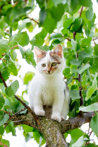 夏に緑の葉の間の木の上に小さなかわいい白い子猫 — ストック写真