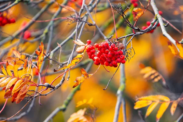 Ветка Роуэн Красными Ягодами Желтыми Листьями — стоковое фото