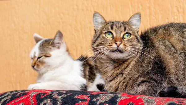 Две Кошки Лежат Ковре Комнате Внимательно Смотрят — стоковое фото