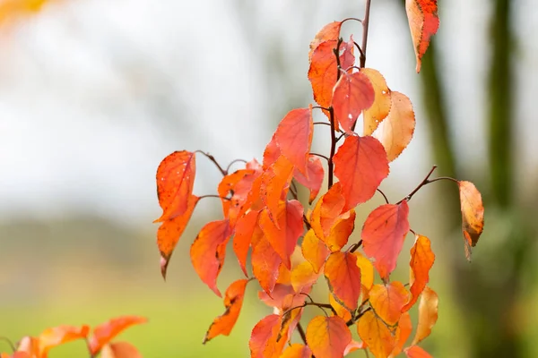 Ветка Дерева Ярко Оранжевыми Листьями Размытом Фоне — стоковое фото