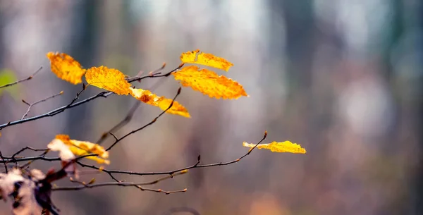 Žluté Podzimní Listí Lese Větvi Stromu Rozmazaném Pozadí Podzimní Les — Stock fotografie