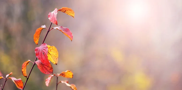 Herfst Achtergrond Met Rode Herfstbladeren Een Boomtak Een Wazige Achtergrond — Stockfoto