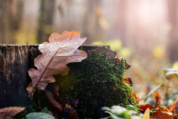 秋の森の切り株に雨が降るオークの葉 — ストック写真