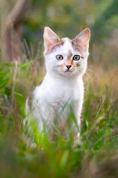背の高い草の中の庭に座っている小さなかわいい子猫 — ストック写真