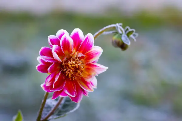 stock image Lightly frosted pink peony in the garden in late autumn