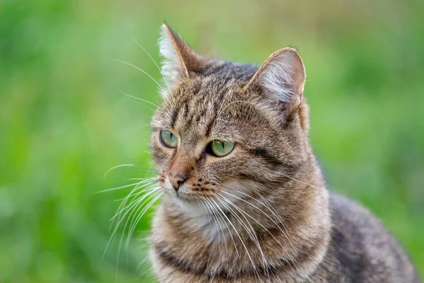 배경에 잔디와 정원에서 줄무늬 고양이의 — 스톡 사진