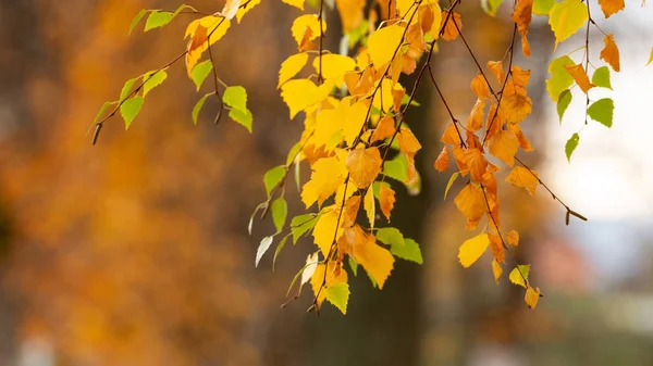 有黄色秋天叶子的枝条 秋季背景 — 图库照片
