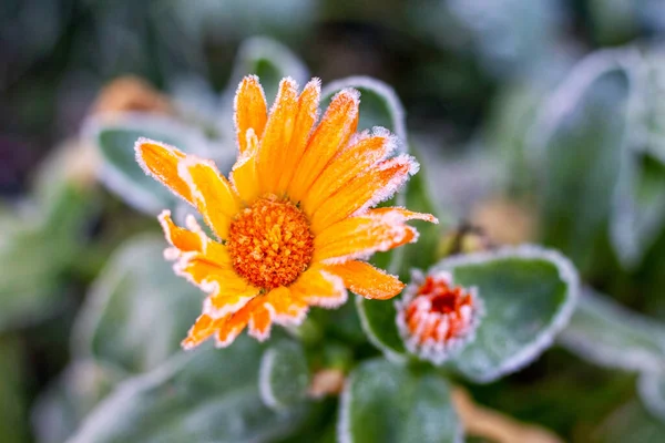Frost Covered Calendula Flowers Garden Late Autumn — Stock Photo, Image