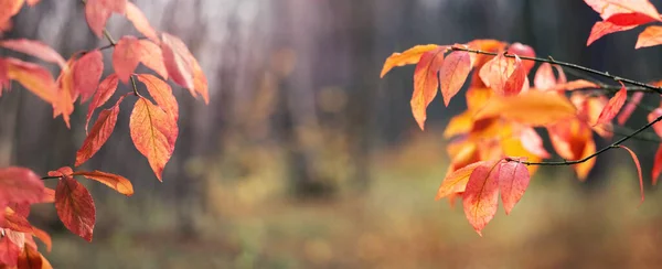 手前の木の枝にはオレンジと赤の葉を持つ絵のような秋の森 — ストック写真