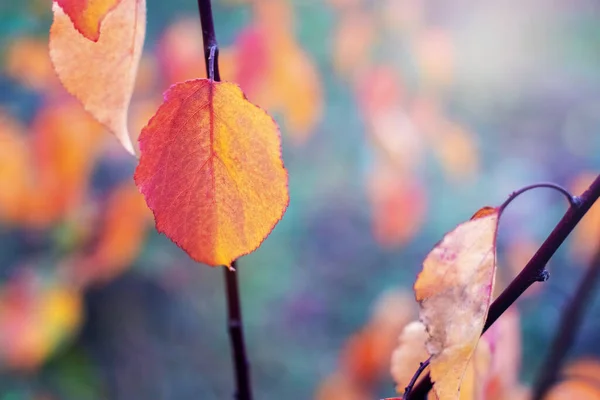 Kolorowe Jesienne Liście Lesie Gałęzi Drzewa Słoneczną Pogodę — Zdjęcie stockowe