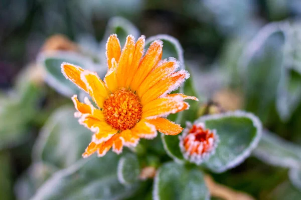 Sonbaharın Sonlarında Bahçede Buzla Kaplı Takvim Çiçekleri — Stok fotoğraf