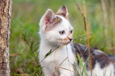 Bahçede çimlerin üzerinde oturan sevimli bir kedi yavrusu.