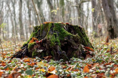 Güneşli bir havada ormanda çürümüş ve kurumuş yapraklar.