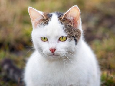 Bulanık arka planda beyaz benekli bir kedinin portresi