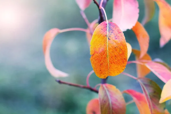 Barevné Podzimní Listí Mladé Hrušce — Stock fotografie