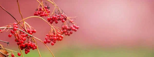 Bulanık Arkaplanda Kırmızı Böğürtlenli Viburnum Dalı Kopyala Alanı — Stok fotoğraf