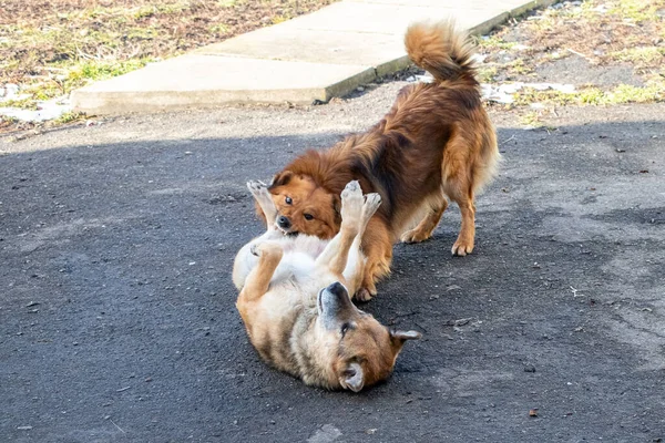 攻撃的な犬は地面に横たわっている別の犬を噛む — ストック写真