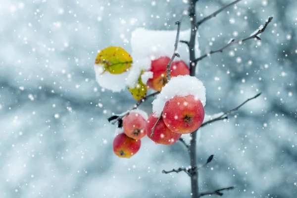 Téli Kert Hófödte Vörös Almákkal Egy Fán Hóesés Idején — Stock Fotó